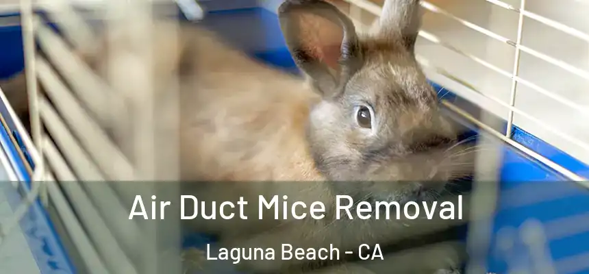  Air Duct Mice Removal Laguna Beach - CA